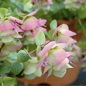 ♥宿根草♥育てやすく人気のハーブ♥オレガノケントビューティー♥ポットごと発送 Amazon | 宿根草 観賞用ハーブ オレガノ ケントビューティー 1
